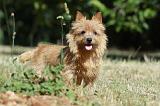 NORWICH TERRIER 047